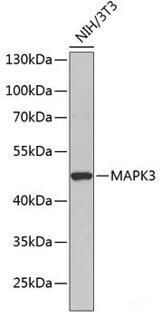 Immunohistochemistry of paraffin-embedded Mouse liver using FBL Polyclonal Antibody at dilution of  1:100 (40x lens).