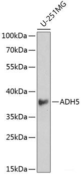 Immunohistochemistry of paraffin-embedded Rat Intestine using UHRF2 Polyclonal Antibody at dilution of  1:200 (40x lens).