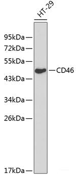 Immunofluorescence analysis of U2OS cells using CAST Polyclonal Antibody at dilution of  1:100. Blue: DAPI for nuclear staining.