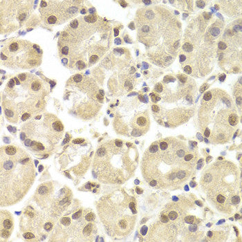 Immunohistochemistry of paraffin-embedded Rat heart using DENR Polyclonal Antibody at dilution of  1:150 (40x lens).