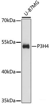 Immunohistochemistry of paraffin-embedded Human kidney using SP110 Polyclonal Antibody at dilution of  1:100 (40x lens).