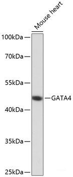 Immunohistochemistry of paraffin-embedded Rat brain using IGF2 Polyclonal Antibody at dilution of  1:100 (40x lens).