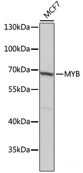 Immunohistochemistry of paraffin-embedded Rat ovary using Smad5 Polyclonal Antibody at dilution of  1:200 (40x lens).