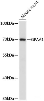 Immunofluorescence analysis of C6 cells using RPL7A Polyclonal Antibody at dilution of  1:100. Blue: DAPI for nuclear staining.