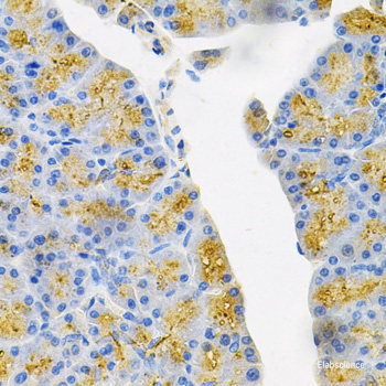 Immunofluorescence analysis of U2OS cells using CXCR5 Polyclonal Antibody at dilution of  1:100. Blue: DAPI for nuclear staining.