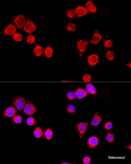 Immunofluorescence analysis of C6 cells using CISH Polyclonal Antibody at dilution of  1:100. Blue: DAPI for nuclear staining.