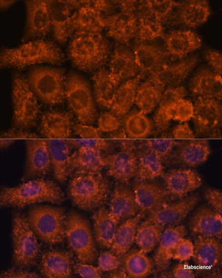 Immunofluorescence analysis of L929 cells using APH1A Polyclonal Antibody at dilution of  1:100 (40x lens). Blue: DAPI for nuclear staining.