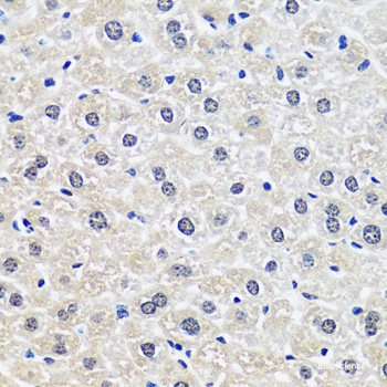 Immunofluorescence analysis of HepG2 cells using GOLGA1 Polyclonal Antibody at dilution of  1:150. Blue: DAPI for nuclear staining.