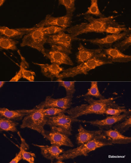 Immunofluorescence analysis of U2OS cells using DVL2 Polyclonal Antibody at dilution of  1:100. Blue: DAPI for nuclear staining.