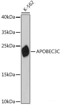 Immunohistochemistry of paraffin-embedded Human mammary cancer using PTPRN2 Polyclonal Antibody at dilution of  1:100 (40x lens).