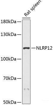 Immunofluorescence analysis of L929 cells using RPE Polyclonal Antibody at dilution of  1:100 (40x lens). Blue: DAPI for nuclear staining.