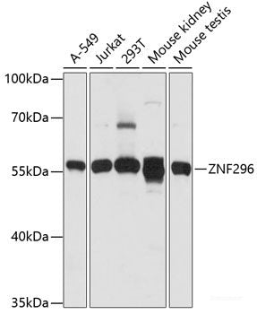 Immunohistochemistry of paraffin-embedded Rat liver using ZNF446 Polyclonal Antibody at dilution of  1:100 (40x lens).