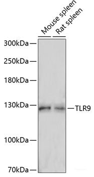Immunofluorescence analysis of L929 cells using XPNPEP3 Polyclonal Antibody at dilution of  1:100. Blue: DAPI for nuclear staining.