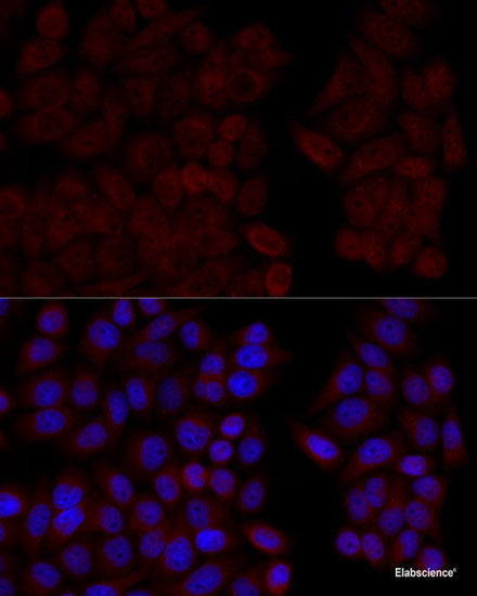 Immunofluorescence analysis of 293T cells using A1BG Polyclonal Antibody at dilution of  1:100 (40x lens). Blue: DAPI for nuclear staining.