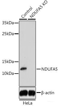 Western blot analysis of extracts of various cell lines using BRAF Polyclonal Antibody at dilution of 1:1000.