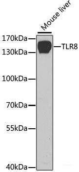 Immunofluorescence analysis of U-2 OS cells using BRE Polyclonal Antibody at dilution of  1:100 (40x lens). Blue: DAPI for nuclear staining.