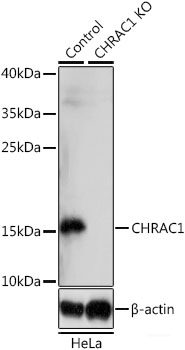 Immunofluorescence analysis of L929 cells using OXSR1 Polyclonal Antibody at dilution of  1:100. Blue: DAPI for nuclear staining.