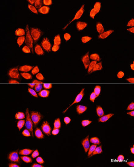 Immunofluorescence analysis of U2OS cells using TERF2IP Polyclonal Antibody at dilution of  1:100. Blue: DAPI for nuclear staining.