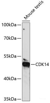 Immunofluorescence analysis of C6 cells using PRR5 Polyclonal Antibody at dilution of  1:100. Blue: DAPI for nuclear staining.
