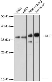 Immunofluorescence analysis of U2OS cells using PRDM10 Polyclonal Antibody at dilution of  1:100. Blue: DAPI for nuclear staining.