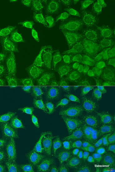 Immunofluorescence analysis of U2OS cells using L2HGDH Polyclonal Antibody at dilution of  1:100. Blue: DAPI for nuclear staining.