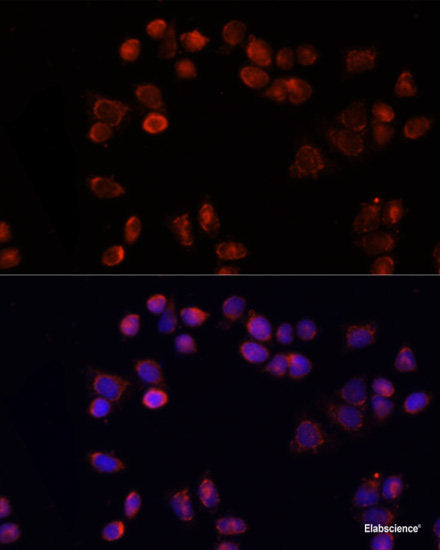 Immunofluorescence analysis of U2OS cells using LSM11 Polyclonal Antibody at dilution of  1:100. Blue: DAPI for nuclear staining.