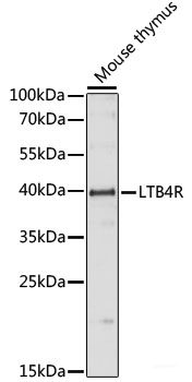 Immunofluorescence analysis of HeLa cells using RPAP3 Polyclonal Antibody at dilution of  1:100. Blue: DAPI for nuclear staining.