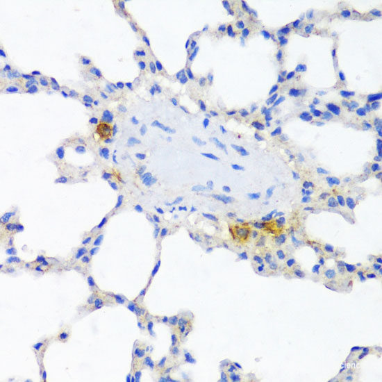 Immunofluorescence analysis of L929 cells using RPS25 Polyclonal Antibody at dilution of  1:100. Blue: DAPI for nuclear staining.