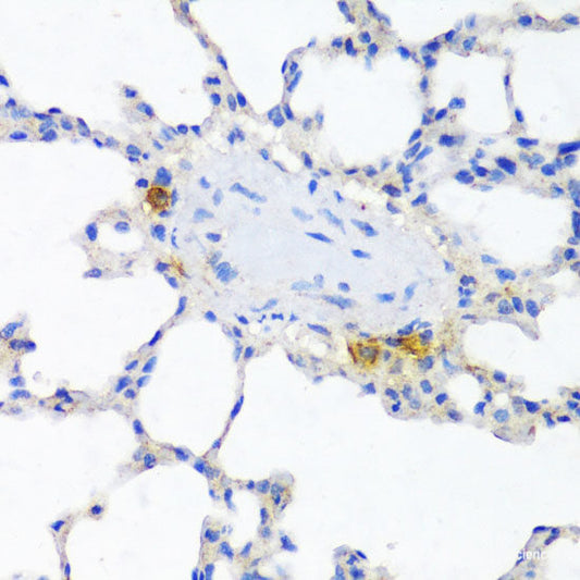 Immunofluorescence analysis of L929 cells using RPS25 Polyclonal Antibody at dilution of  1:100. Blue: DAPI for nuclear staining.