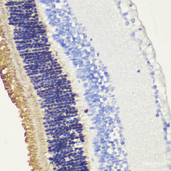 Immunofluorescence analysis of C6 cells using SUCLG1 Polyclonal Antibody at dilution of  1:100. Blue: DAPI for nuclear staining.