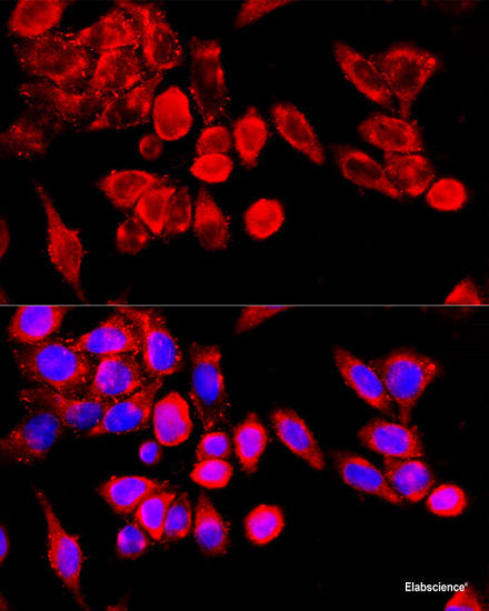 Immunofluorescence analysis of L929 cells using GFPT2 Polyclonal Antibody at dilution of  1:100. Blue: DAPI for nuclear staining.