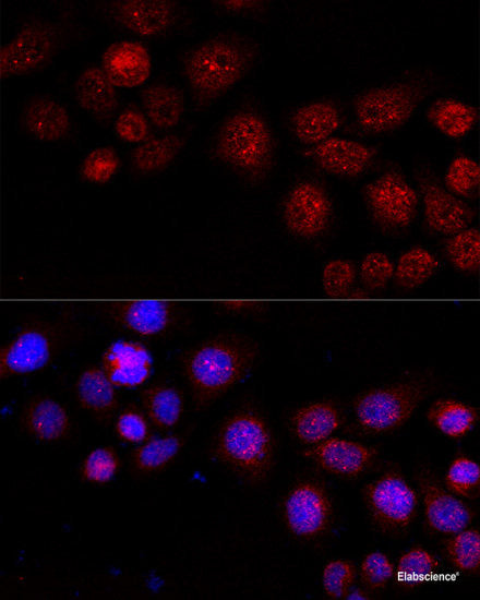 Immunofluorescence analysis of L929 cells using TCIRG1 Polyclonal Antibody at dilution of  1:100 (40x lens). Blue: DAPI for nuclear staining.