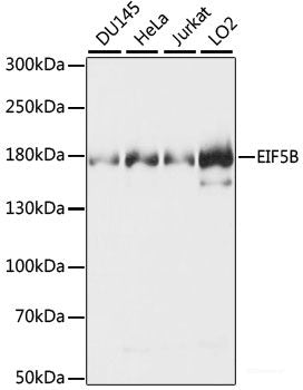 Immunofluorescence analysis of U-2 OS cells using WDHD1 Polyclonal Antibody at dilution of  1:100. Blue: DAPI for nuclear staining.