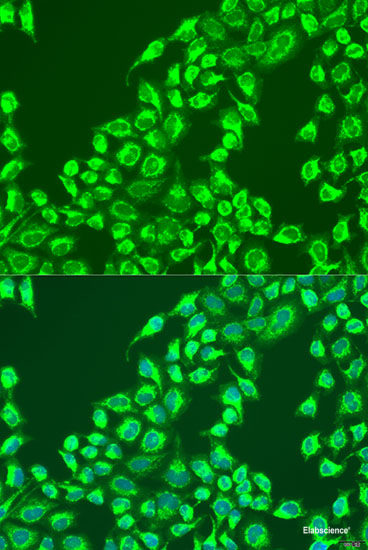 Immunofluorescence analysis of C6 cells using RAPH1 Polyclonal Antibody at dilution of  1:100. Blue: DAPI for nuclear staining.