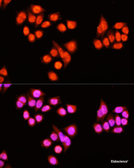 Immunofluorescence analysis of C6 cells using HOOK3 Polyclonal Antibody at dilution of  1:100. Blue: DAPI for nuclear staining.