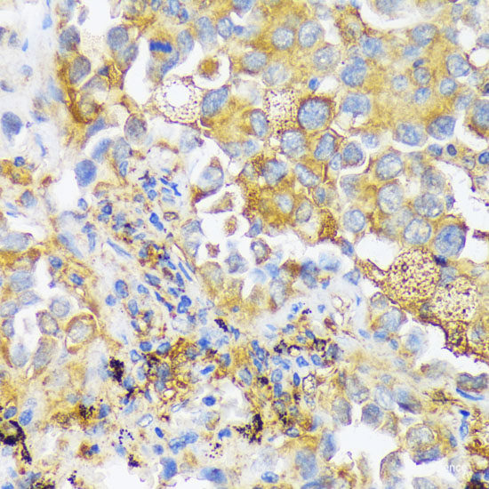 Immunofluorescence analysis of L929 cells using DNER Polyclonal Antibody at dilution of  1:100. Blue: DAPI for nuclear staining.
