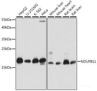 Immunofluorescence analysis of L929 cells using BZW2 Polyclonal Antibody at dilution of  1:100. Blue: DAPI for nuclear staining.