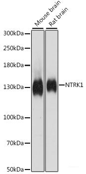 Immunofluorescence analysis of L929 cells using C18orf8 Polyclonal Antibody at dilution of  1:100. Blue: DAPI for nuclear staining.