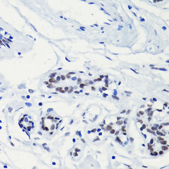 Immunofluorescence analysis of C6 cells using MYEF2 Polyclonal Antibody at dilution of  1:100. Blue: DAPI for nuclear staining.