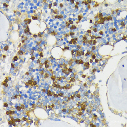 Immunofluorescence analysis of C6 cells using ATL2 Polyclonal Antibody at dilution of  1:100. Blue: DAPI for nuclear staining.