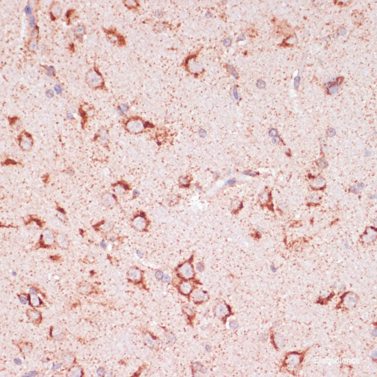 Immunohistochemistry of paraffin-embedded Rat spleen using MMP25 Polyclonal Antibody at dilution of  1:100 (40x lens).