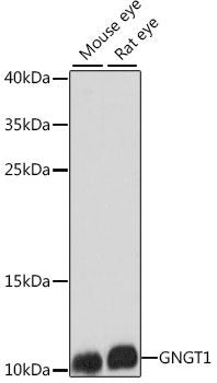 Immunofluorescence analysis of U2OS cells using Defb26 Polyclonal Antibody at dilution of  1:100. Blue: DAPI for nuclear staining.