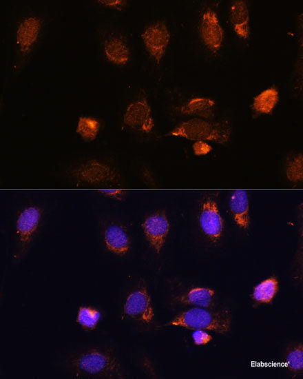 Immunofluorescence analysis of U2OS cells using KHDRBS2 Polyclonal Antibody at dilution of  1:100. Blue: DAPI for nuclear staining.
