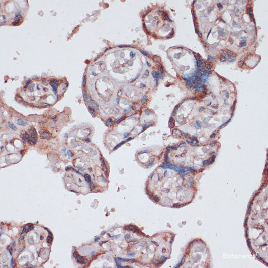 Immunofluorescence analysis of HeLa cells using N4-Methylcytidine Polyclonal Antibody at dilution of  1:100 (40x lens). Blue: DAPI for nuclear staining.