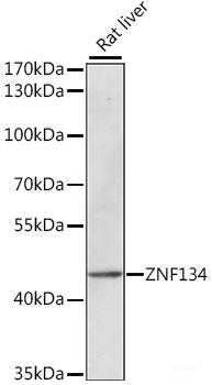 Immunofluorescence analysis of U2OS cells using PLEKHA1 Polyclonal Antibody at dilution of  1:100. Blue: DAPI for nuclear staining.
