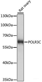 Immunofluorescence analysis of L929 cells using RAPGEF1 Polyclonal Antibody at dilution of  1:100 (40x lens). Blue: DAPI for nuclear staining.