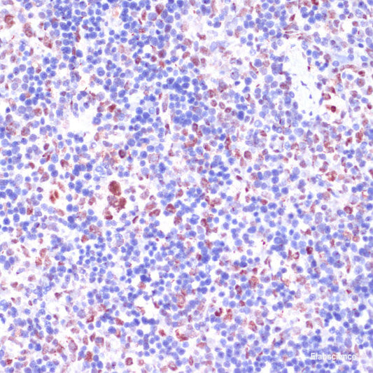 Immunohistochemistry of paraffin-embedded Rat ovary using TRIM27 Polyclonal Antibody at dilution of  1:100 (40x lens).