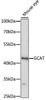 Immunofluorescence analysis of C6 cells using Acetyl-Histone H3-K36 Polyclonal Antibody at dilution of  1:100.C6 cells were treated by TSA (1 uM) at 37℃ for 18 hours. Blue: DAPI for nuclear staining.