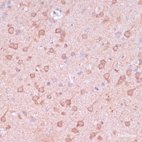 Immunofluorescence analysis of L929 cells using GPRASP1 Polyclonal Antibody at dilution of  1:100. Blue: DAPI for nuclear staining.