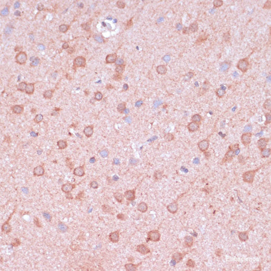 Immunofluorescence analysis of L929 cells using GPRASP1 Polyclonal Antibody at dilution of  1:100. Blue: DAPI for nuclear staining.